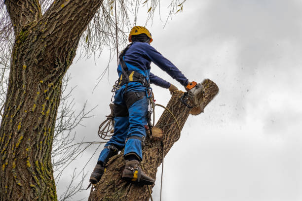 Hillsboro, OH Tree Services Company